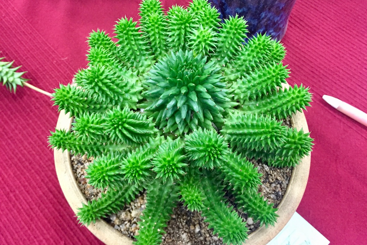 Euphorbia suzannae or hybrid 