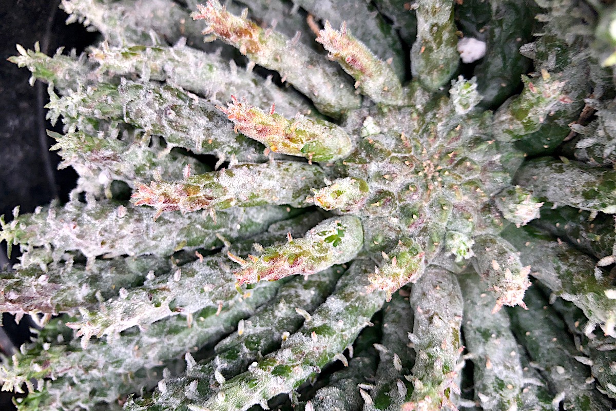 Powdery mildew on Euphorbia flanaganii