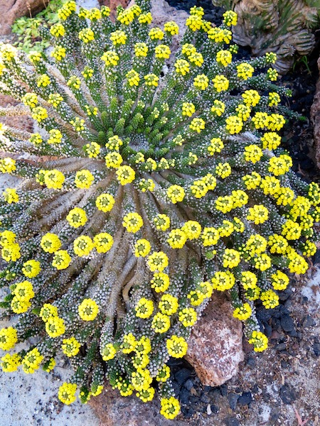 Possibly Euphorbia inermis 'Huttonae'