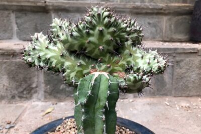 euphorbia horwoodii, crested (c) Rich Zeh