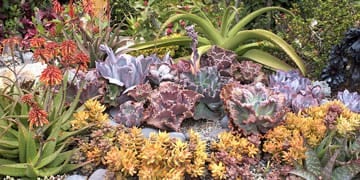 succulents in the ground