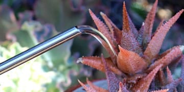 succulent being watered