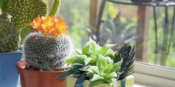 succulents in pots on a windowsill