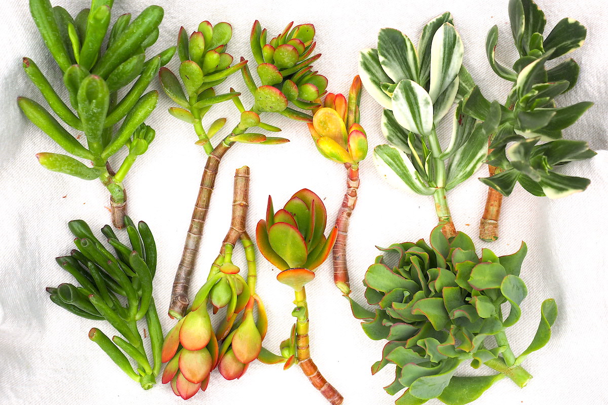 Different types of jade plant (c) Debra Lee Baldwin