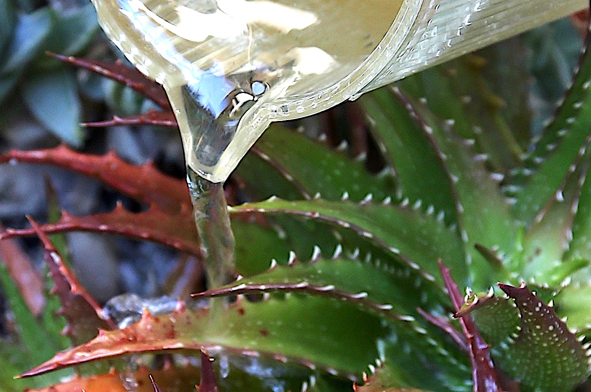 Watering succulents (c) Debra Lee Baldwin