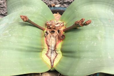 Welwitschia mirabilis (c) Rich Zeh